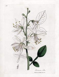 Fraxinelle - Hvit fraxinella eller basardittany, Dictamnus albus. Håndfarget kobberstikk fra en botanisk illustrasjon av James Sowerby fra William Woodville og Sir William Jackson Hookers "" Medical Botany,"" John Bohn, London av James Sowerby