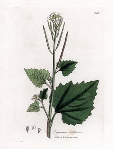 Hvitløksennep, Alliaria petiolata. Håndfarget kobberstikk fra en botanisk illustrasjon av James Sowerby fra William Woodville og Sir William Jackson Hookers "" Medical Botany,"" John Bohn, London