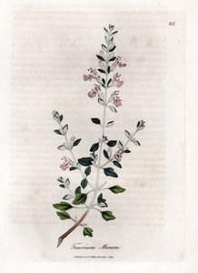 Germandree marum eller germandree av katter - Kattimian, Teucrium marum. Håndfarget kobberstikk fra en botanisk illustrasjon av James Sowerby fra William Woodville og Sir William Jackson Hookers "" Medical Botany,"" John Bohn, London av James Sowerby