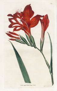 Glaieul cardinal - Litografi av James Sowerby (1757-1822), fra Botanical Magazine av William Curtis (1746-1799) av James Sowerby