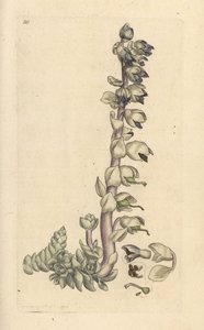 Større tannurt, Lathraea squamaria (Grande cardamine) Håndfarget kobberstikk etter en illustrasjon av James Sowerby fra James Smith's English Botany, London av James Sowerby