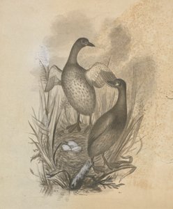 Grebes av James Sowerby