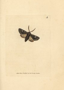 Grønnbrint prikket møll, Valeria oleagina (Phalaena Bombyx oleagina). Håndfarget kobberstikk av James Sowerby fra The British Miscellany, eller fargede figurer av nye, sjeldne eller lite kjente dyreemner. av James Sowerby