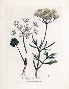 Grønn anis (Pimpinella anisum). Håndfarget kobbergravering fra en illustrasjon av James Sowerby. Utdrag fra boken til William Woodville og Sir William Jackson Hooker "" Botanique medicinale"" 1832. Den utrettelige Sowerby (1757-1822) tr