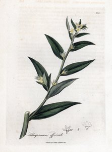 Gremil officinal eller perlegress - Gromwell, Lithospermum officinale. Håndfarget kobberstikk fra en botanisk illustrasjon av James Sowerby fra William Woodville og Sir William Jackson Hookers "" Medical Botany,"" John Bohn, London av James Sowerby