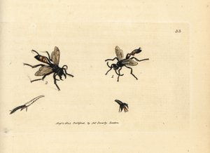 Hårete sandveps, Podalonia hirsuta (Ammophila hirsuta). Håndfarget kobberstikk av James Sowerby fra The British Miscellany, eller fargede figurer av nye, sjeldne eller lite kjente dyreemner. av James Sowerby