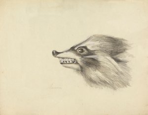 Leder for en vaskebjørn av James Sowerby