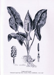 Herb Paris, Nature in Britain utgitt av Collins, 1946 av James Sowerby