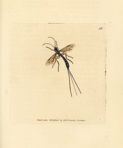 Ichneumon fly, Rhyssa persuasoria (Ichneumon persuasorius). Håndfarget kobberstikk av James Sowerby fra The British Miscellany, eller fargede figurer av nye, sjeldne eller lite kjente dyreemner. av James Sowerby