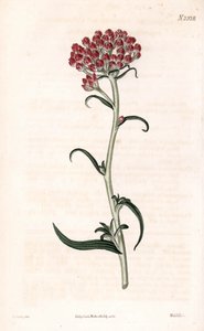 Immortelle-stjerne - Helichrysum stellatum (Kompaktblomstrende gnaphalium, Gnaphalium congestum). Håndfarget kobberstikk av Weddell etter en illustrasjon av James Sowerby fra Samuel Curtis' "" Botanical Magazine,"" London av James Sowerby