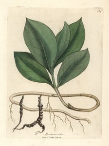 Ipecacuan, Ipecacuanha av James Sowerby