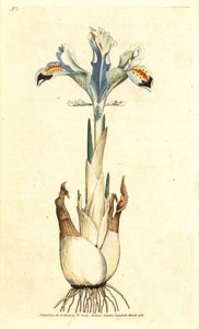Iris (persisk rose) - Persisk iris, Iris persica. Håndfarget kobberstikk etter en botanisk illustrasjon av James Sowerby fra William Curtis' The Botanical Magazine, Lambeth Marsh, London av James Sowerby