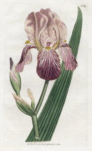 Iris en lukt av hyllebær - Litografi av James Sowerby (1757-1822), tallerken fra William Curtis's Botanical Magazine (1746-1799) av James Sowerby