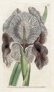 Iris de Charlcedoine eller Susa - Litografi av James Sowerby (1757-1822), fra Botanical Magazine of William Curtis (1746-1799) av James Sowerby