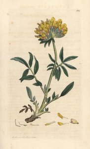 Nyrevikke eller damefinger, Anthyllis vulneraria (Anthyllide vulneraire) Håndfarget kobberstikk etter en illustrasjon av James Sowerby fra James Smith's English Botany, London av James Sowerby