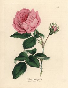 Stor rosa hundrebladet rose, Rosa centifolia av James Sowerby