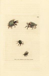 Larve av Hemerobius (snøringsvinge) kledd i lav, med midd, Acarus amictus og liten kurvmidd, Acarus corbicula. Håndfarget kobberstikk av James Sowerby fra The British Miscellany, eller fargede figurer av nye, sjeldne eller lite kjente ani av James Sowerby