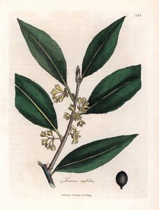 Laurier saus. Håndfarget kobberstikk fra en tegning av James Sowerby (1757-1822), i Botanique Medicinale av James Sowerby