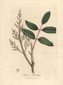 Blader og blomster av chian-treet eller kypros-terpentintreet, Pistacia terebinthus av James Sowerby