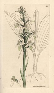 Mindre sommerfuglorchis, Platanthera bifolia (Orchis bifolia). Håndfarget kobberstikk etter en illustrasjon av James Sowerby fra James Smith's English Botany, London av James Sowerby