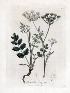 Locage saxifrage - Burnet saxifrage, Pimpinella saxifraga. Håndfarget kobberstikk fra en botanisk illustrasjon av James Sowerby fra William Woodville og Sir William Jackson Hookers "" Medical Botany,"" John Bohn, London av James Sowerby