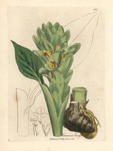 Langrotet gurkemeie, Curcuma longa av James Sowerby