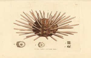 Langrygget skiferspennkråkebolle, Cidaris cidaris (Echinus cidaris). Håndfarget kobberstikk av James Sowerby fra The British Miscellany, eller fargede figurer av nye, sjeldne eller lite kjente dyreemner. av James Sowerby