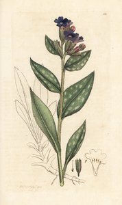 Lungwort, Pulmonaria officinalis (pulmonal) Håndfarget kobberstikk etter en illustrasjon av James Sowerby fra James Smith's English Botany, London av James Sowerby