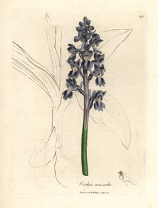 Hannorkideer, hannorkideer av James Sowerby