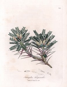 Marseille Astragalus eller mors pute - Geitornemelk, Astragalus tragacantha. Håndfarget kobberstikk fra en botanisk illustrasjon av James Sowerby fra William Woodville og Sir William Jackson Hookers "" Medical Botany,"" John av James Sowerby