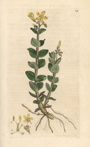 Marsh St. John's wort, Hypericum elodes (Johannesurt) Håndfarget kobberstikk etter en illustrasjon av James Sowerby fra James Smith's English Botany, London av James Sowerby