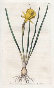 Medusa Trumpet - Litografi av James Sowerby (1757-1822), fra William Curtis's Botanical Magazine (1746-1799)