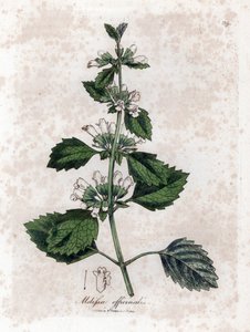 Melisse officinale eller melisse sitrongress - Vanlig balsam, Melissa officinalis. Håndfarget kobberstikk fra en botanisk illustrasjon av James Sowerby fra William Woodville og Sir William Jackson Hookers "" Medical Botany,"" John Bohn, av James Sowerby