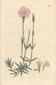 Fjellrosa, Dianthus caesius. Håndfarget kobberstikk etter en illustrasjon av James Sowerby fra James Smith's English Botany, London av James Sowerby
