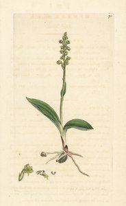 Moskusorkide, Herminium monorchis (Musk orchis, Ophrys monorchis). Håndfarget kobberstikk etter en illustrasjon av James Sowerby fra James Smith's English Botany, London av James Sowerby
