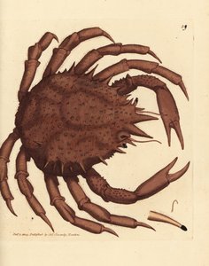 Norges kongekrabbe eller nordlig steinkrabbe, Lithodes maja. Håndfarget kobberstikk av James Sowerby fra The British Miscellany, eller fargede figurer av nye, sjeldne eller lite kjente dyreemner. av James Sowerby