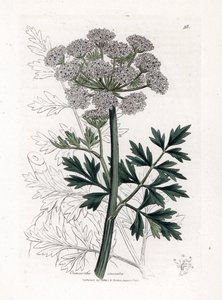 Oenanthe safranee - Hemlock vanndråpeurt, Oenanthe crocata. Håndfarget kobberstikk fra en botanisk illustrasjon av James Sowerby fra William Woodville og Sir William Jackson Hookers "" Medical Botany,"" John Bohn, London av James Sowerby