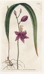 Orchid: calopogon tuberus - Litografi av James Sowerby (1757-1822), fra William Curtis's Botanical Magazine (1746-1799) av James Sowerby