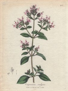 Oregano. Håndfarget kobberstikk fra en tegning av James Sowerby (1757-1822), i Botanique Medicinale av James Sowerby