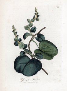 Pareira brava cissampelos, Cissampelos pareira pareira. Håndfarget kobberstikk fra en botanisk illustrasjon av James Sowerby fra William Woodville og Sir William Jackson Hookers "" Medical Botany,"" John Bohn, London av James Sowerby
