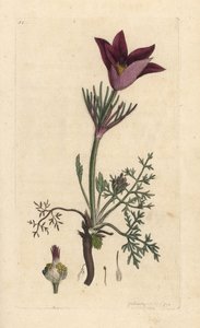 Pasqueflower, Anemone pulsatilla (pulsatille) Håndfarget kobberstikk etter en illustrasjon av James Sowerby fra James Smith's English Botany, London av James Sowerby