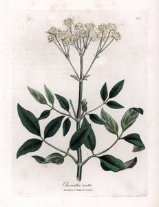 Flerårig klematitt - Oppreist jomfrubue, Clematis recta. Håndfarget kobberstikk fra en botanisk illustrasjon av James Sowerby fra William Woodville og Sir William Jackson Hookers "" Medical Botany,"" John Bohn, London