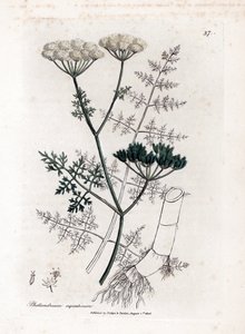 Phellandrium aquatium - Finbladet vannlokk, Phellandrium aquatium. Håndfarget kobberstikk fra en botanisk illustrasjon av James Sowerby fra William Woodville og Sir William Jackson Hookers "" Medical Botany,"" John Bohn, London