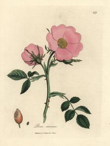 Rosa hunderose med nype, Rosa canina