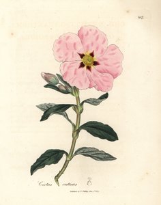 Rosablomstret kretisk cistus, Cistus creticus av James Sowerby