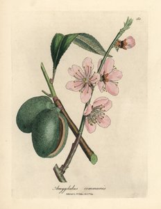 Rosablomstret mandeltre, Amygdalus communis av James Sowerby