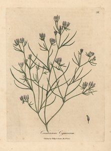 Rosa blomstret spisskummen av James Sowerby