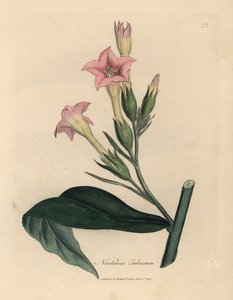 Rosablomstret tobakksplante, Nicotiana tabacum