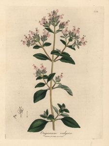 Rosablomstret villmerian, Origanum vulgare av James Sowerby
