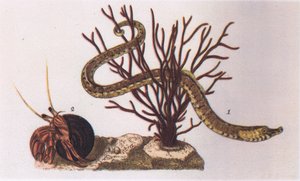 Pipe Fish and Hermit Crab, Nature in Britain utgitt av Collins, 1946 av James Sowerby